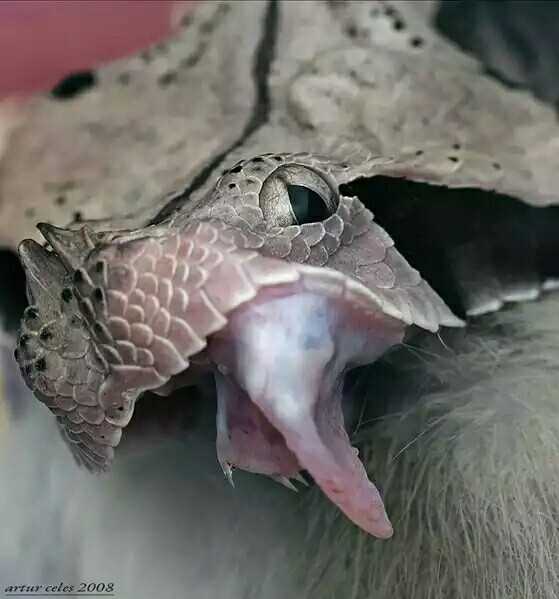 蛇的舌头,也就是蛇芯子,没有咬人这么厉害的功能,但它和蛇头部前端的"