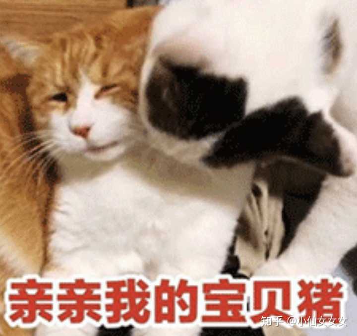 亲亲我的宝贝猪