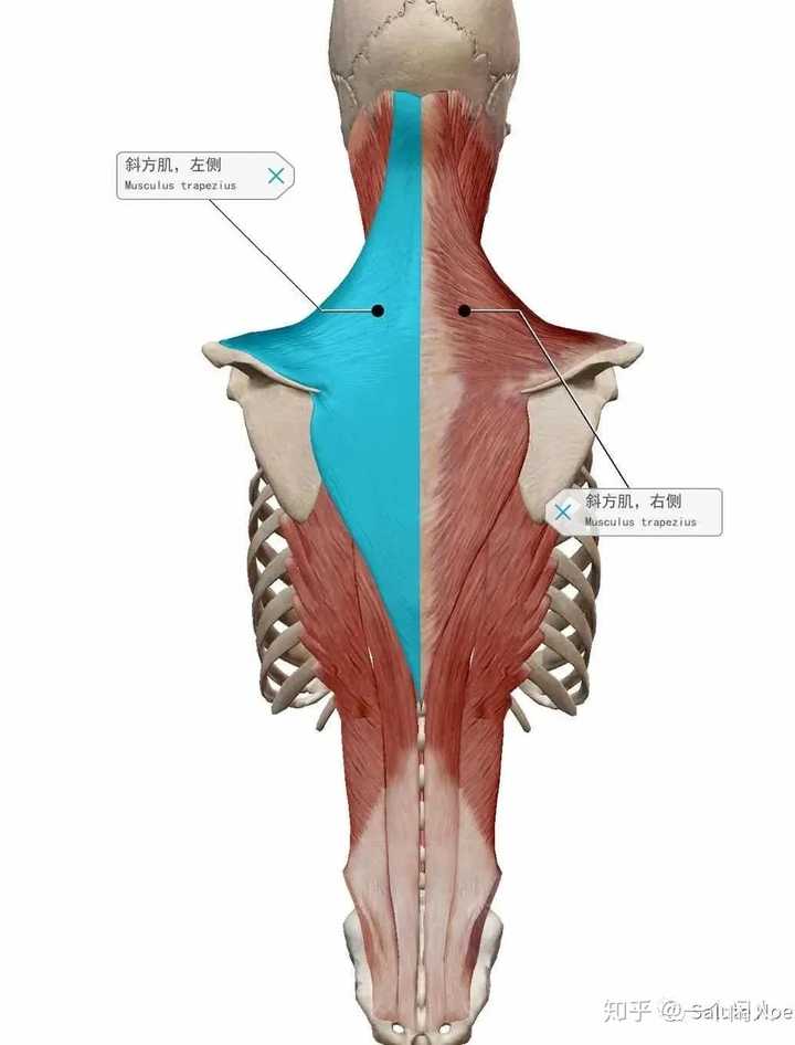 位置与形状:斜方肌属于背部肌肉群的一部分  一侧呈三角形 左右两侧