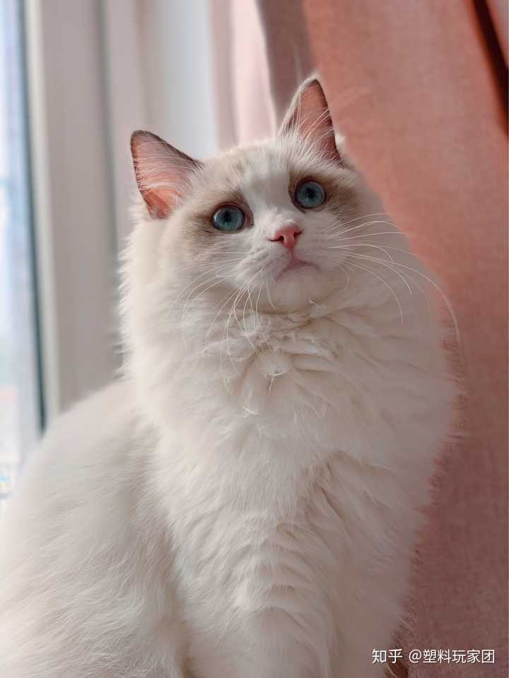 各位能晒下布偶猫从小到大的变化吗?