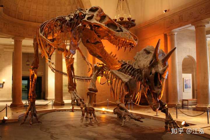 实际上,目前的化石发现没有证据显示三角龙直接杀死了霸王龙,反而在