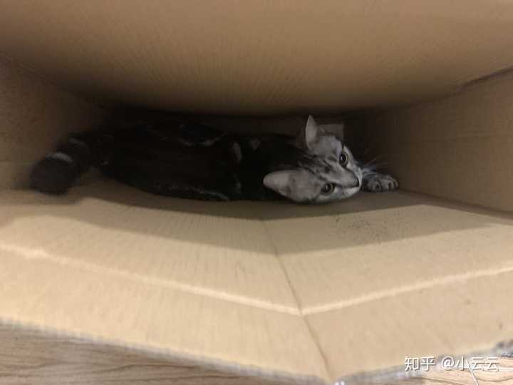 猫真的有杀死主人的意图吗?