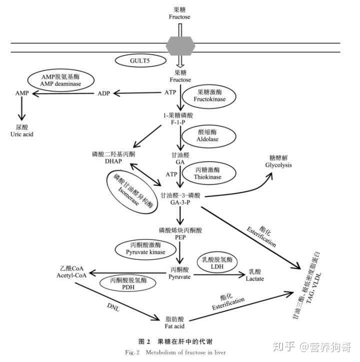 果糖,葡萄糖,蔗糖和淀粉在体内代谢有何不同,为什么果糖相对而言危害