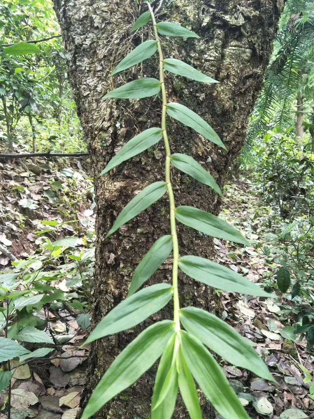 寄生在茶树上的珍稀宝贝,野生石斛