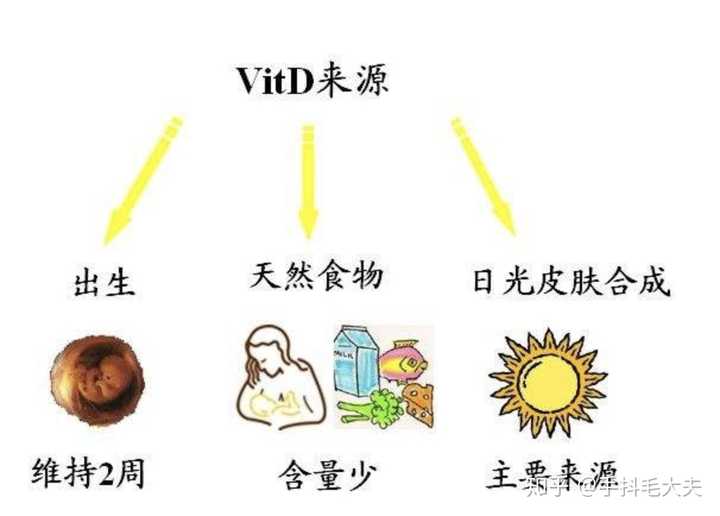 人体内的维生素d来源