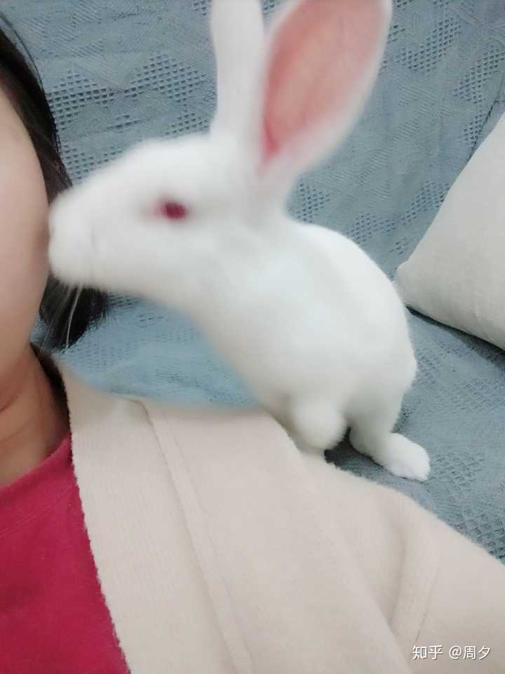 它名字叫双椒兔,最大的感受就是自从养了它我就再也不敢吃任何带兔的