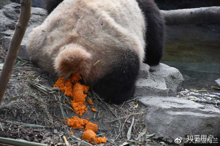 为什么刚出生的大熊猫仔有尾巴