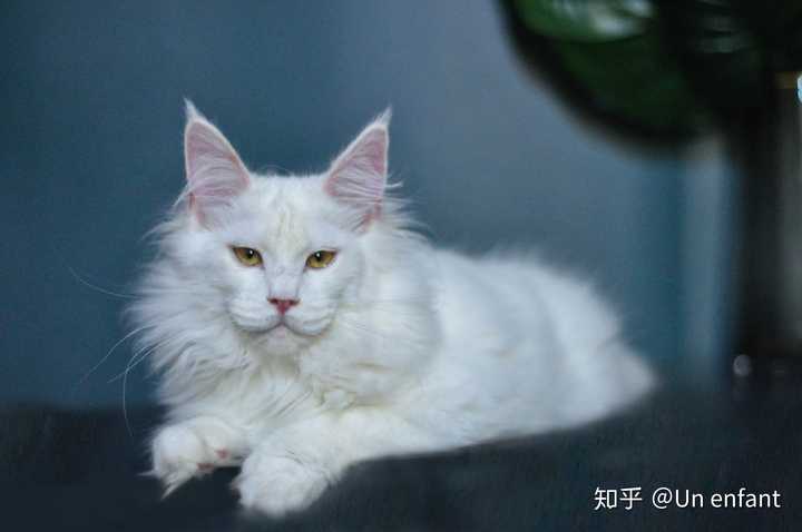 缅因猫护主吗,主人遇到危险会攻击敌人吗?