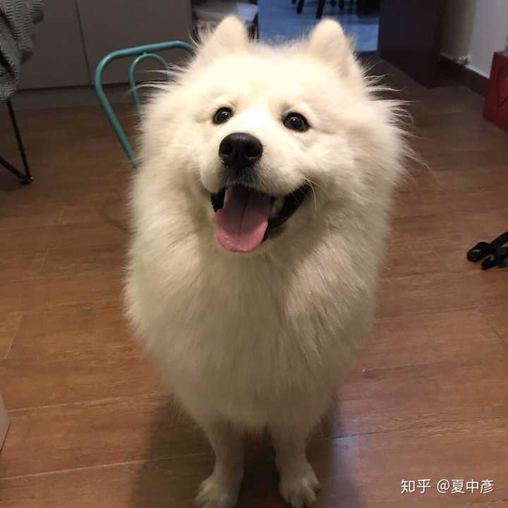 萨摩耶和柴犬,哪个比较好养?