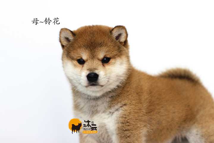 在日本买柴犬会比国内便宜吗?能买了带回国吗?