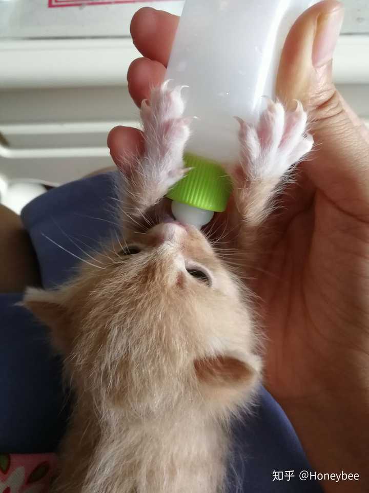 捡了一只脐带没脱落,眼睛没睁开的奶猫,回来喂了羊奶