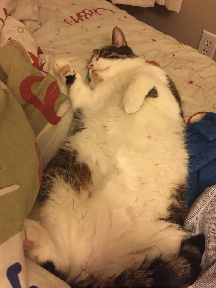 壁纸 动物 狗 狗狗 猫 猫咪 小猫 桌面 720_960 竖版 竖屏 手机