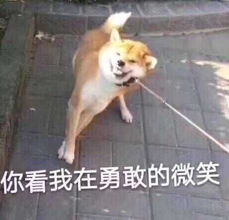 有没有类似于这种的沙雕动物头像?
