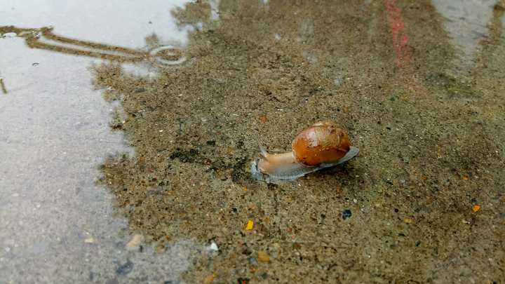 下雨天遇到的蜗牛