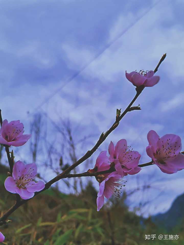 哪张照片最能代表你家乡的春天?