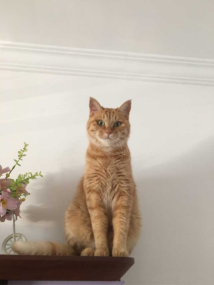 家有橘猫十斤,一天喂多少?