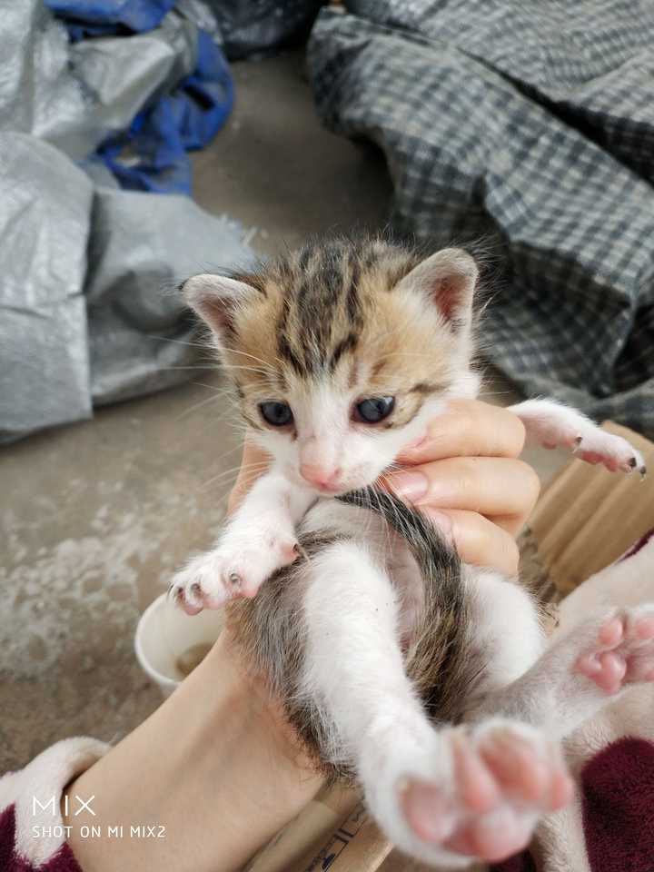 养品种猫和土猫的体验会有多大不同?