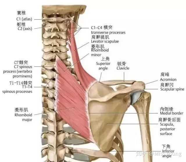 肩胛骨是连接脖颈,胸腔和背部的主要纽带,有16块肌肉都在依附着它活动