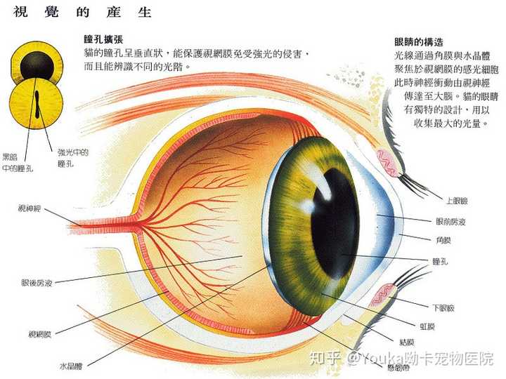 猫咪瞳孔里突然出现斑点是什么情况