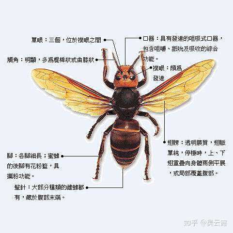 彩虹百科周四生物学课堂小蜜蜂翁嗡嗡飞到西来飞到东今天我们就来系统