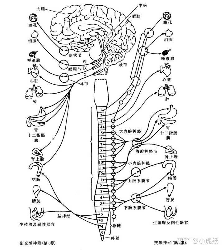 神经系统对内脏的支配,图片来源[3]