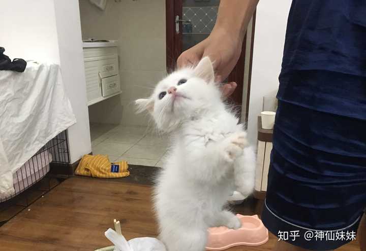 打猫了怎么办?