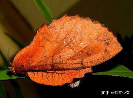 有人知道这是什么虫子 一种蛾吗?枯叶蛾?