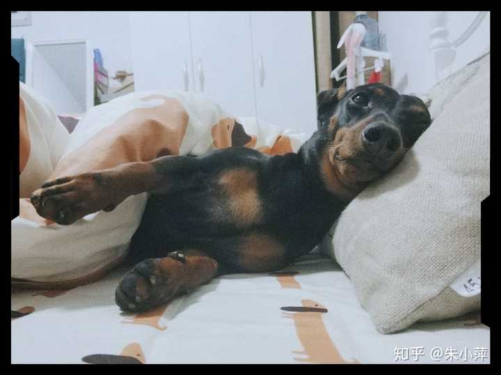 有多少人养腊肠犬呢?