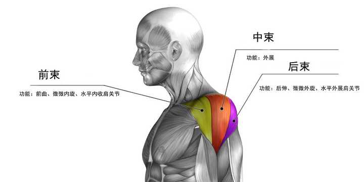 肩关节主要由三角肌包裹着,三角肌由前束,中枢,后束三个束分组成