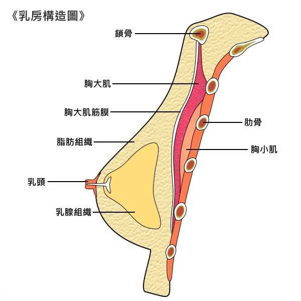 第一种办法增加脂肪,意思说全身要长肥,哈