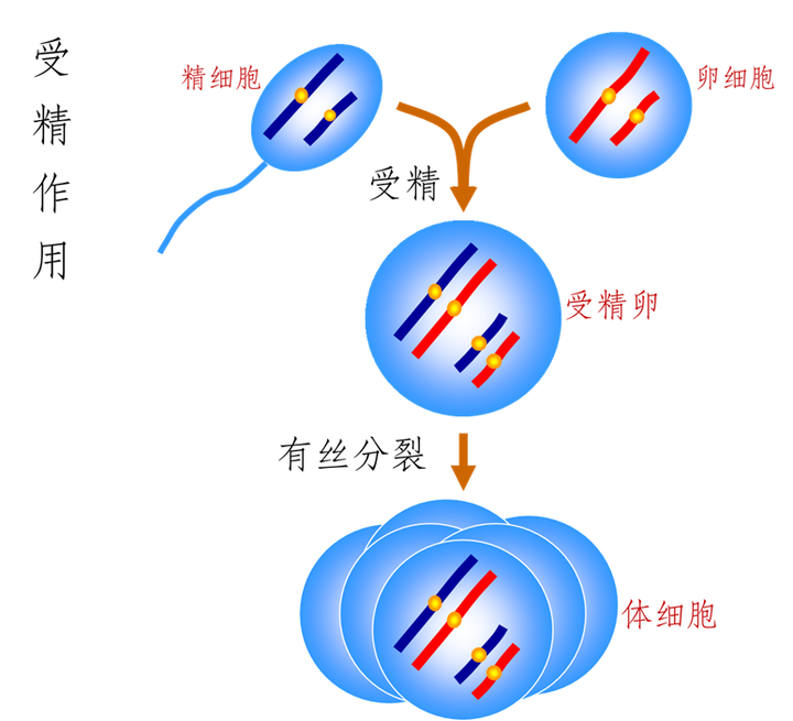 为什么基因型不能用计数原理计算?