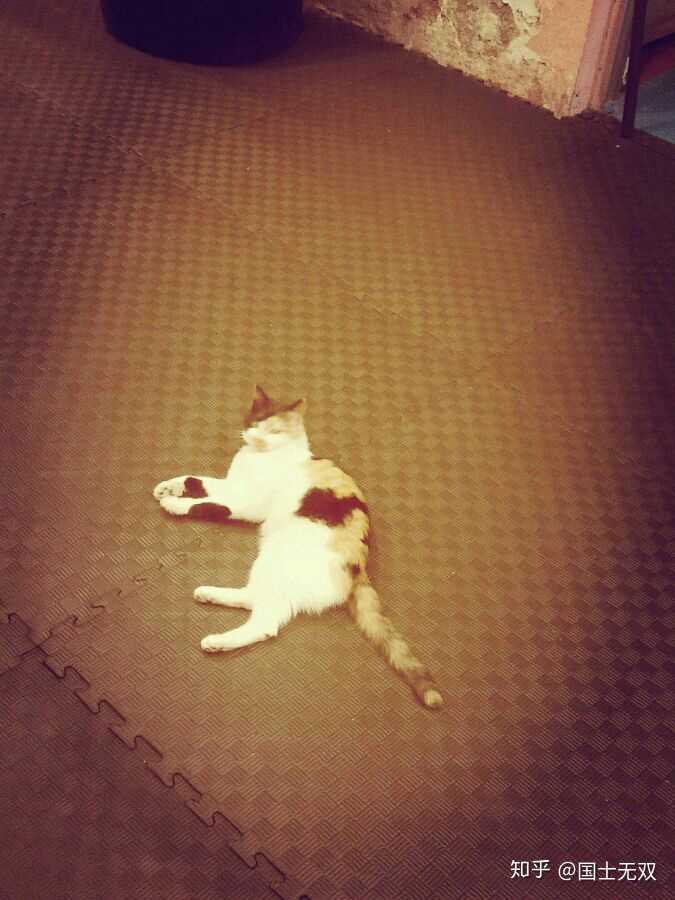 人和猫的感情可以深到什么程度?