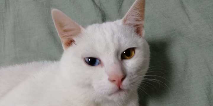 养的小猫咪,纯白色异瞳,不知道是什么品种的猫咪,?