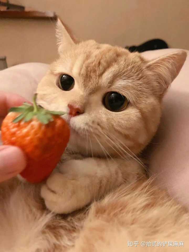 那个很火的小猫,就是拍照拿可乐和旺仔的,叫啥呀,可以