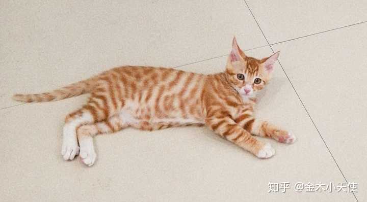 橘猫为什么容易胖?