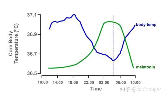 一天中,褪黑素分泌(绿色)以及体温(蓝色)变化规律