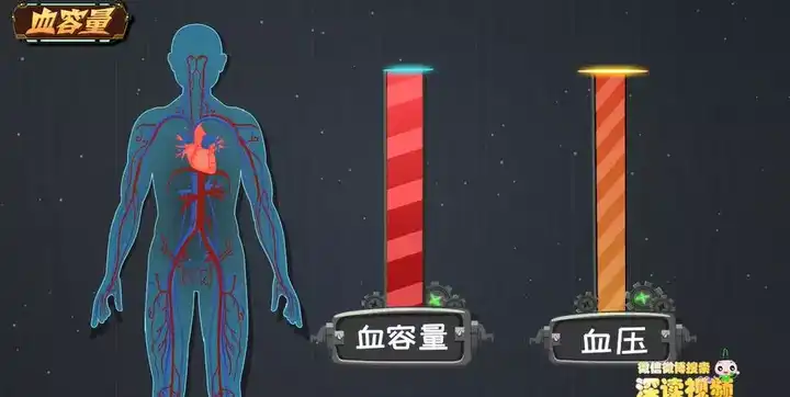 我们把人体血管里血液的总量叫做血容量,血容量加大了,血压就会升高!