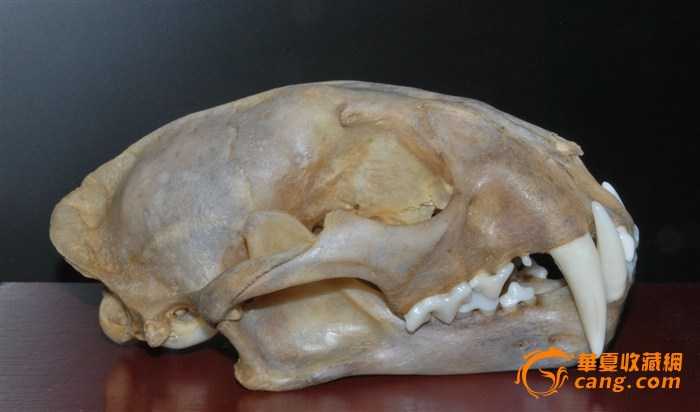 豹子的头骨,这个网站的这个人称其为"幼虎",完全是忽悠人.