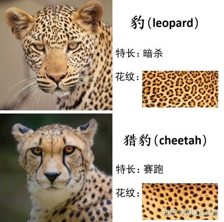 一,豹子和猎豹