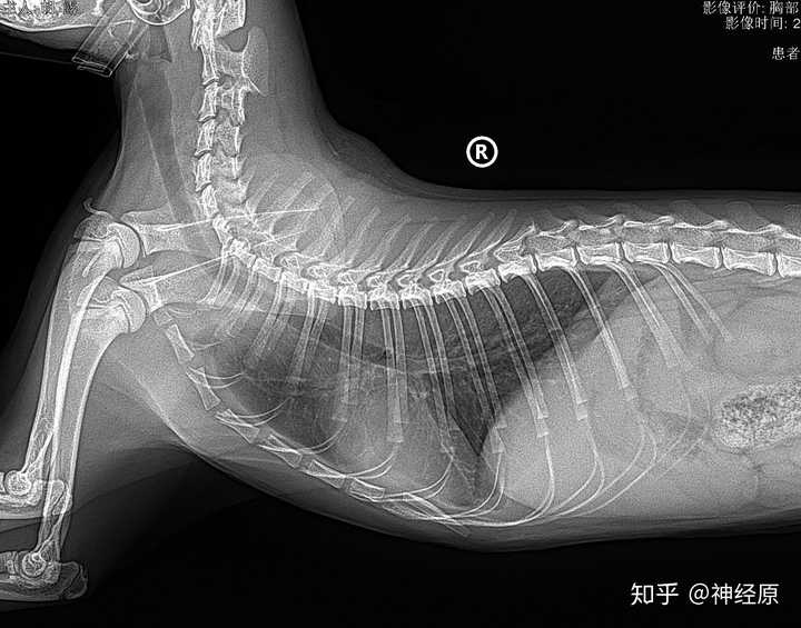 怎样在家初步判断猫肚子腹水