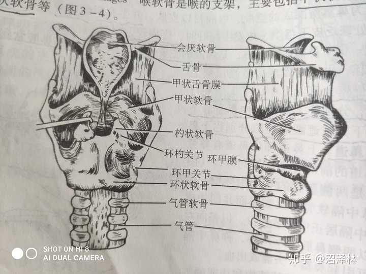 喉软骨其中一个甲状软骨,甲状软骨前角上端向前突出形成喉结,成年男性