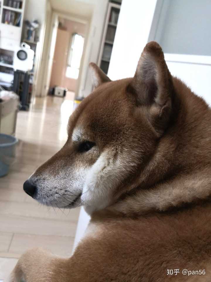 各位大佬看看我家母柴犬品相好吗吗?