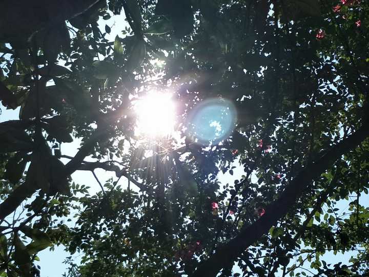 站在树下,看光漏进来的样子挺好看(拍的时候要瞎掉(ω`)