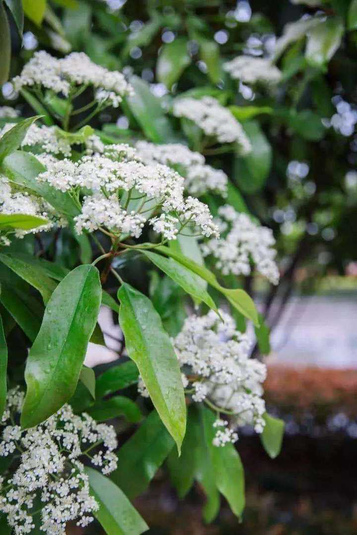 石楠花,开花时节无时无刻不散发着一股奇怪的臭味
