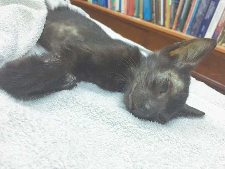 猫得了fip传染性腹膜炎真的是无药可医了么?