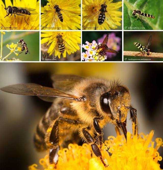 来康康下面有多少种蜜蜂