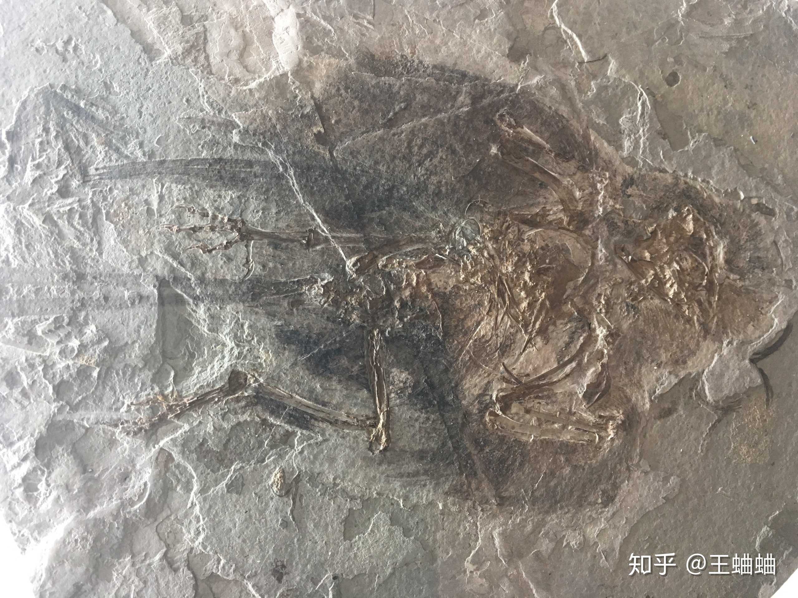 刷地质博物馆,鸟和长羽毛的恐龙