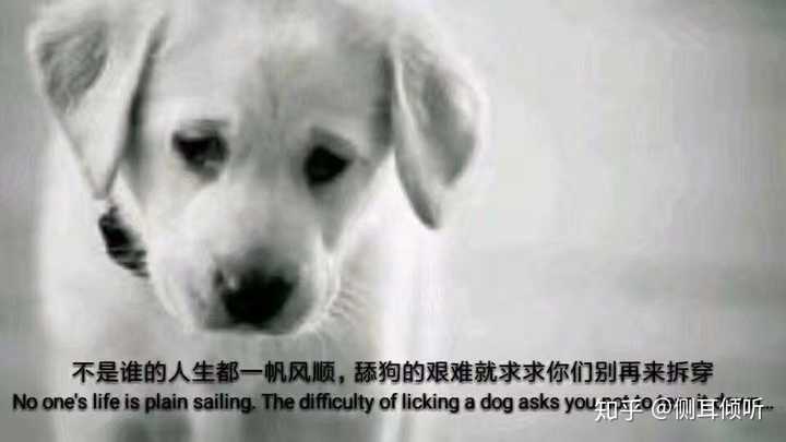 别问了,舔狗一般不喜欢别人戳他得痛处.