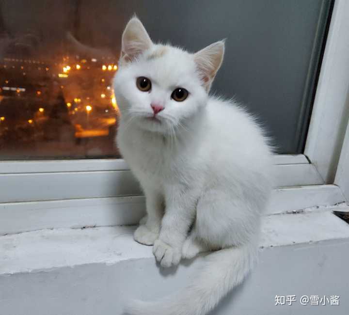 英短和加菲串的长大了会像哪样多点?