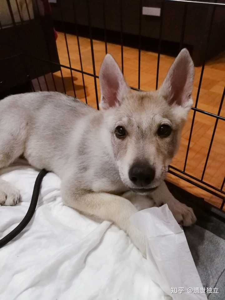 捷克狼犬的价格为什么那么贵?